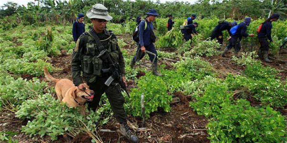 Pretenden acabar con el 77% de la coca sembrada actualmente en Colombia