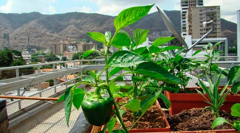 Aprueban recursos para agricultura urbana