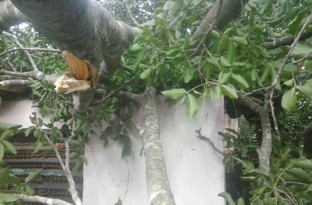 En el sector Alfallanos un árbol de mangos causó destrozos al caer sobre una vivienda donde habían varios miembros de una familia 
