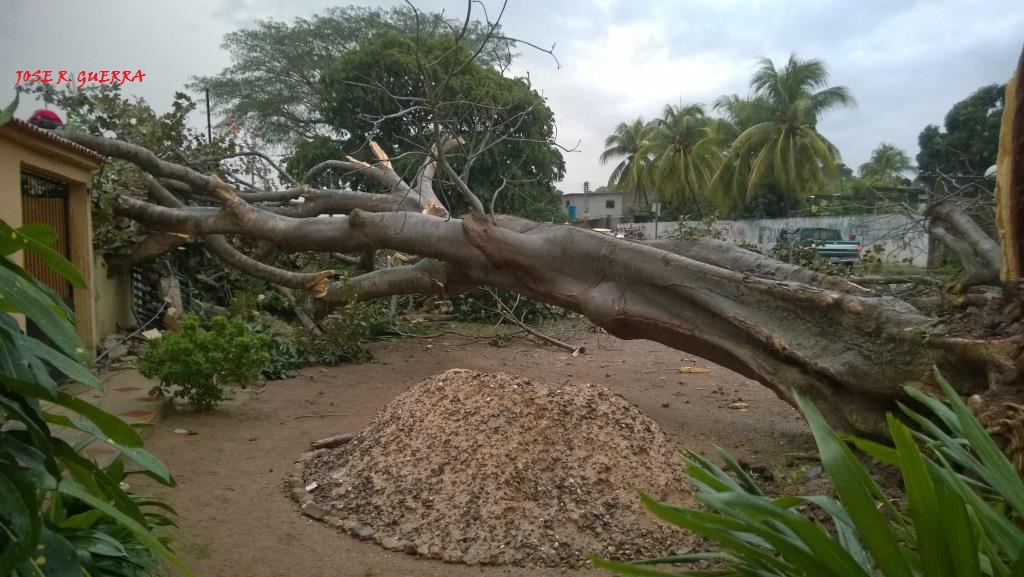En la avenida Circunvalación este enorme árbol cayó en la vía pública y sobre una vivienda