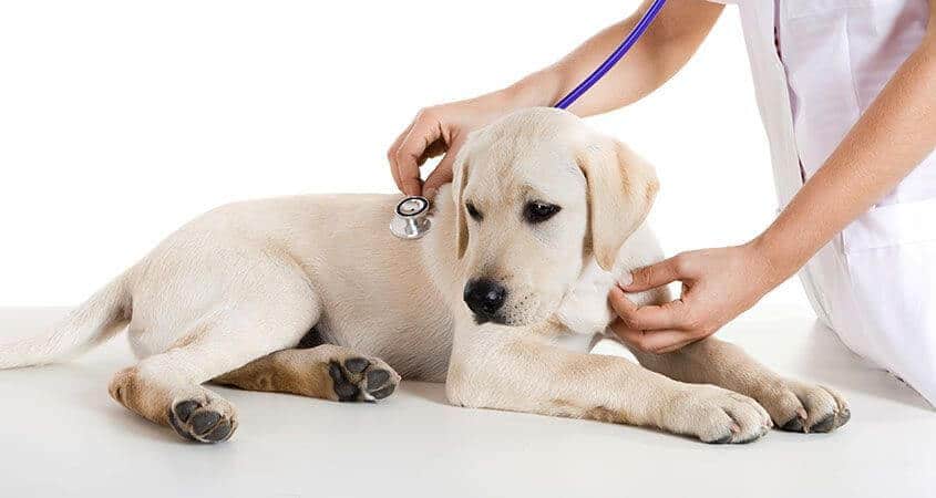 llevar al veterinario a su mascota