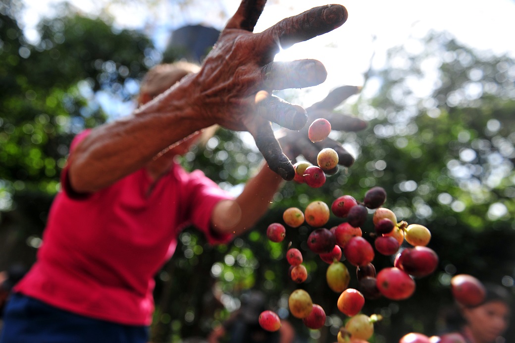 Venezolanos que hoy recogen café en Colombia