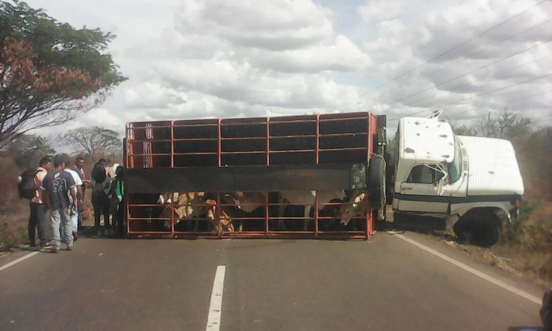 Camión cargado de ganado volcó en el medio de la vía. 