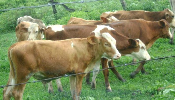 Rechazan medidas de regulación de carne y productos lácteos, productores guariqueños