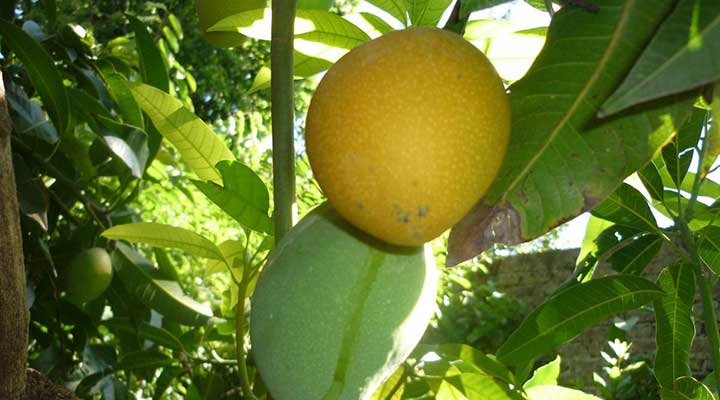 El mango es rico en nutrientes 