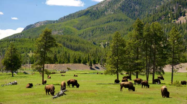 Se mantienen diferentes especies que puedes disfrutar en el parque Yellowstone.