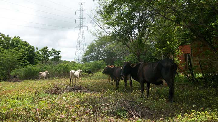Hay presencia de ganado bovino en  el fundo La Ceiba.jpg