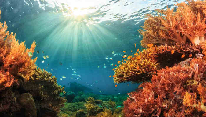 La decisión gira entorno a la grave situación que están viviendo los corales del mundo