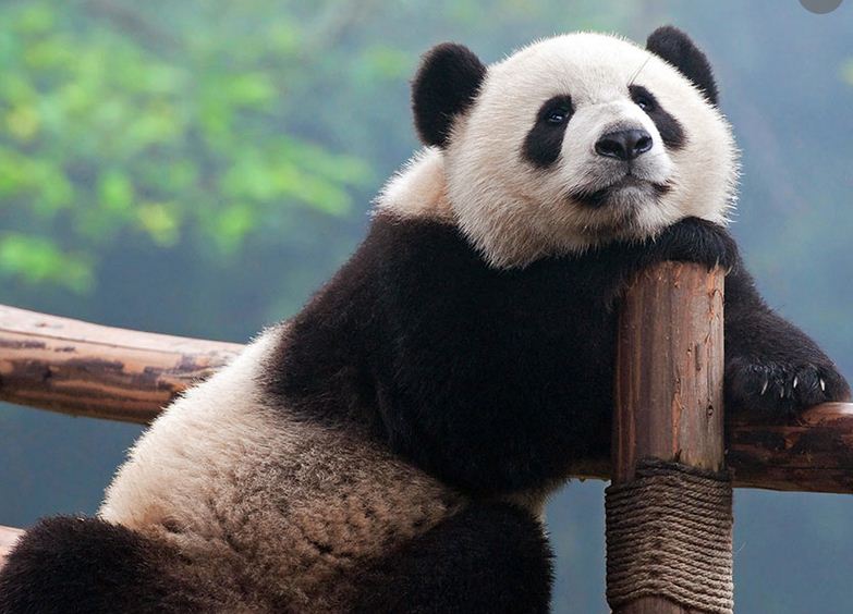 Osos panda de Chengdú