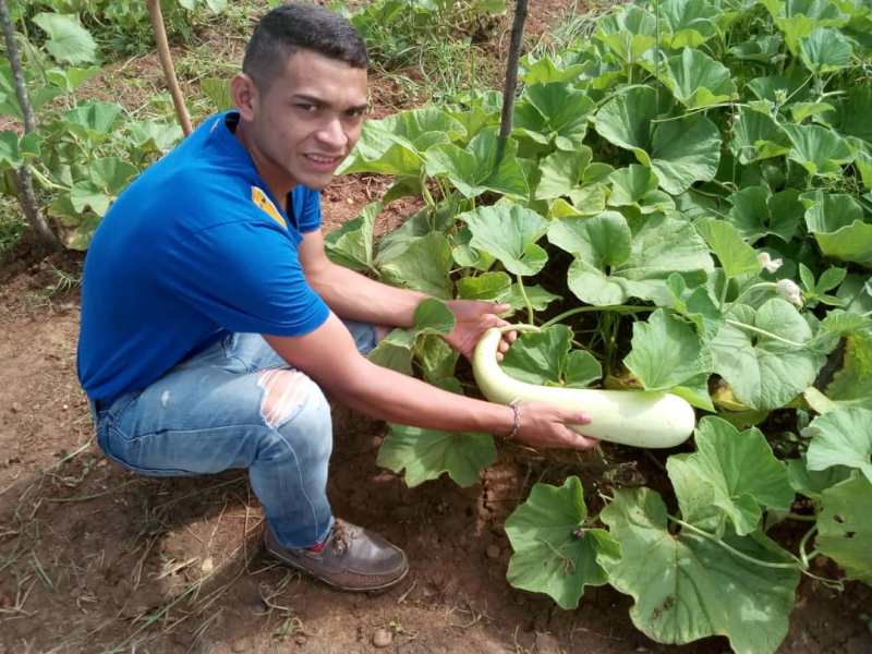 Futuros ingenieros de agroalimentaci_n cosechan calabacines en sus proyectos