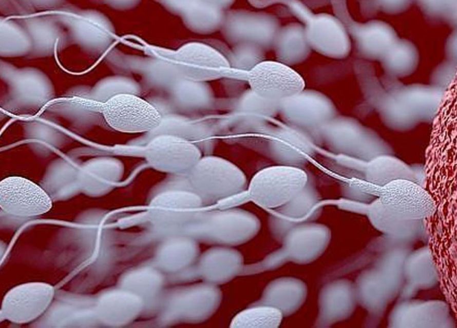 El espermatozoide logra combatir el cáncer de cérvix