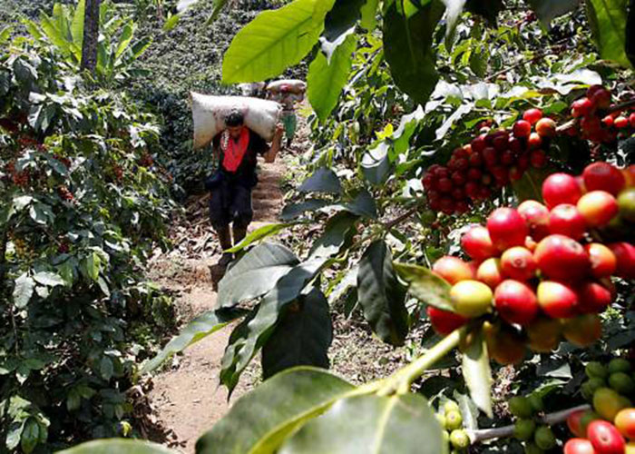 Venezolanos que hoy recogen café en Colombia