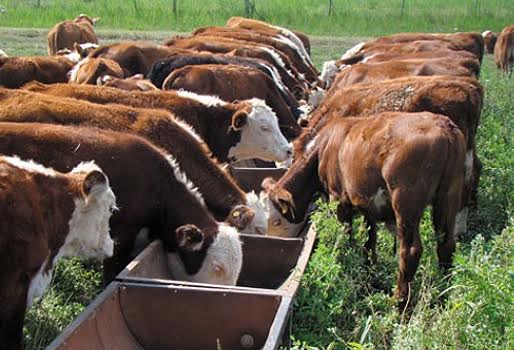 Rechazan medidas de regulación de carne y productos lácteos, productores guariqueños