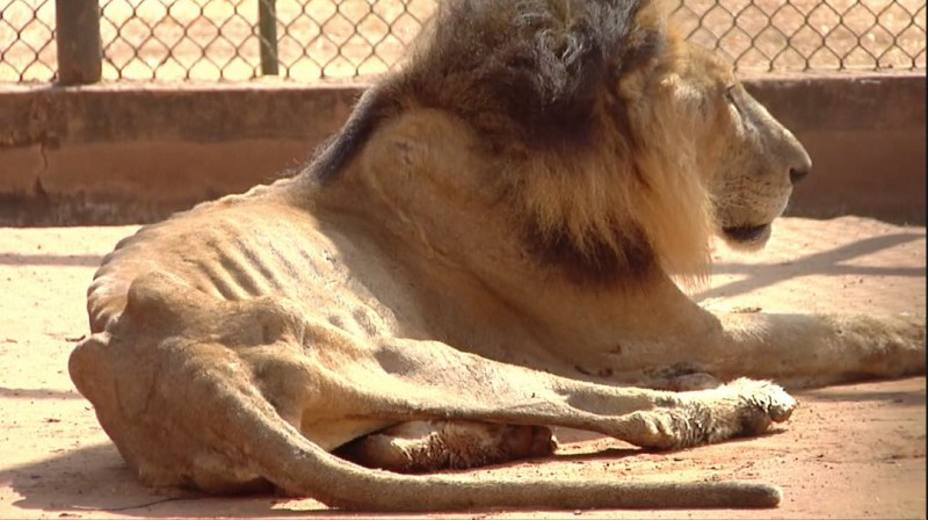 Animales de zoológicos venezolanos serán enviados a otros países