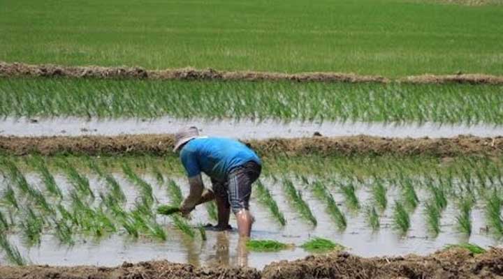 Productores agropecuarios denuncian expropiación de fincas en Calabozo