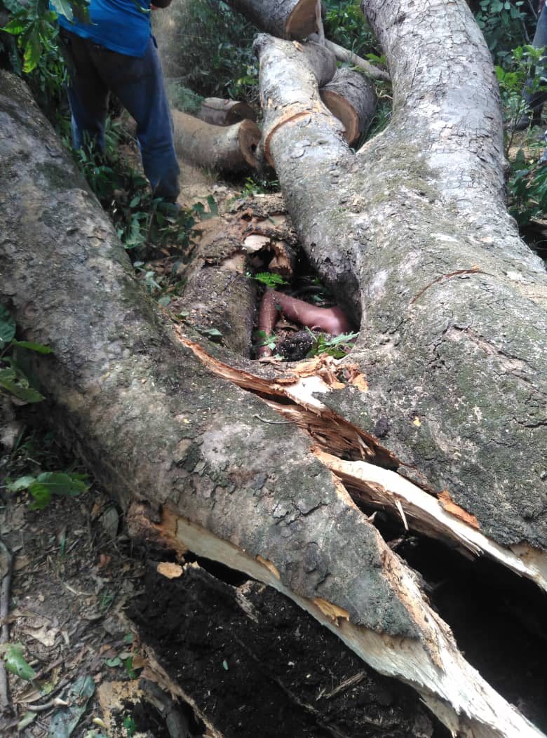 El adolescente murió aplastado por el árbol. Foto Cortesía 