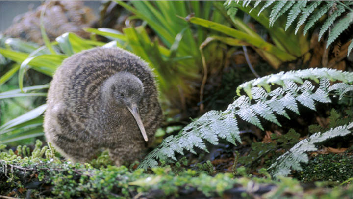 Un sitio ideal para observar al ave nacional del país, el kiwi.