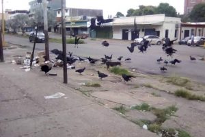 Aves rapiña en plena avenida Rómulo Gallegos de Valle de la Pascua.