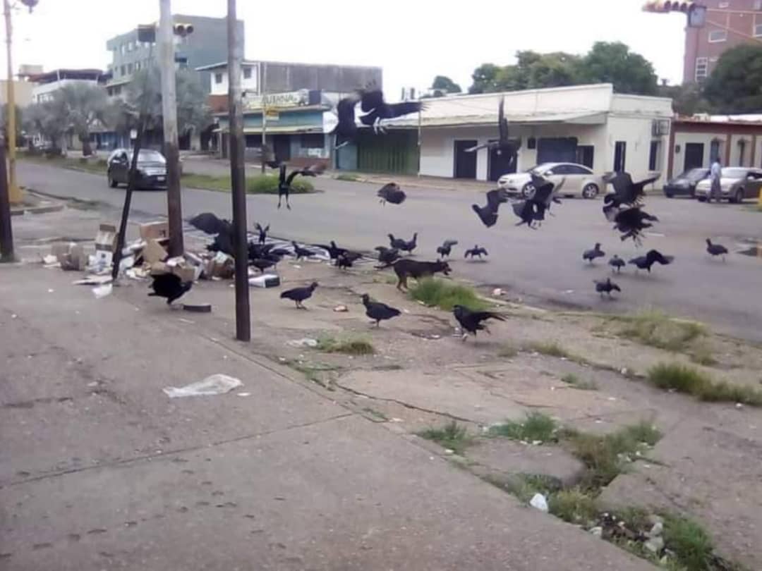 Aves rapiña en plena avenida Rómulo Gallegos de Valle de la Pascua. 