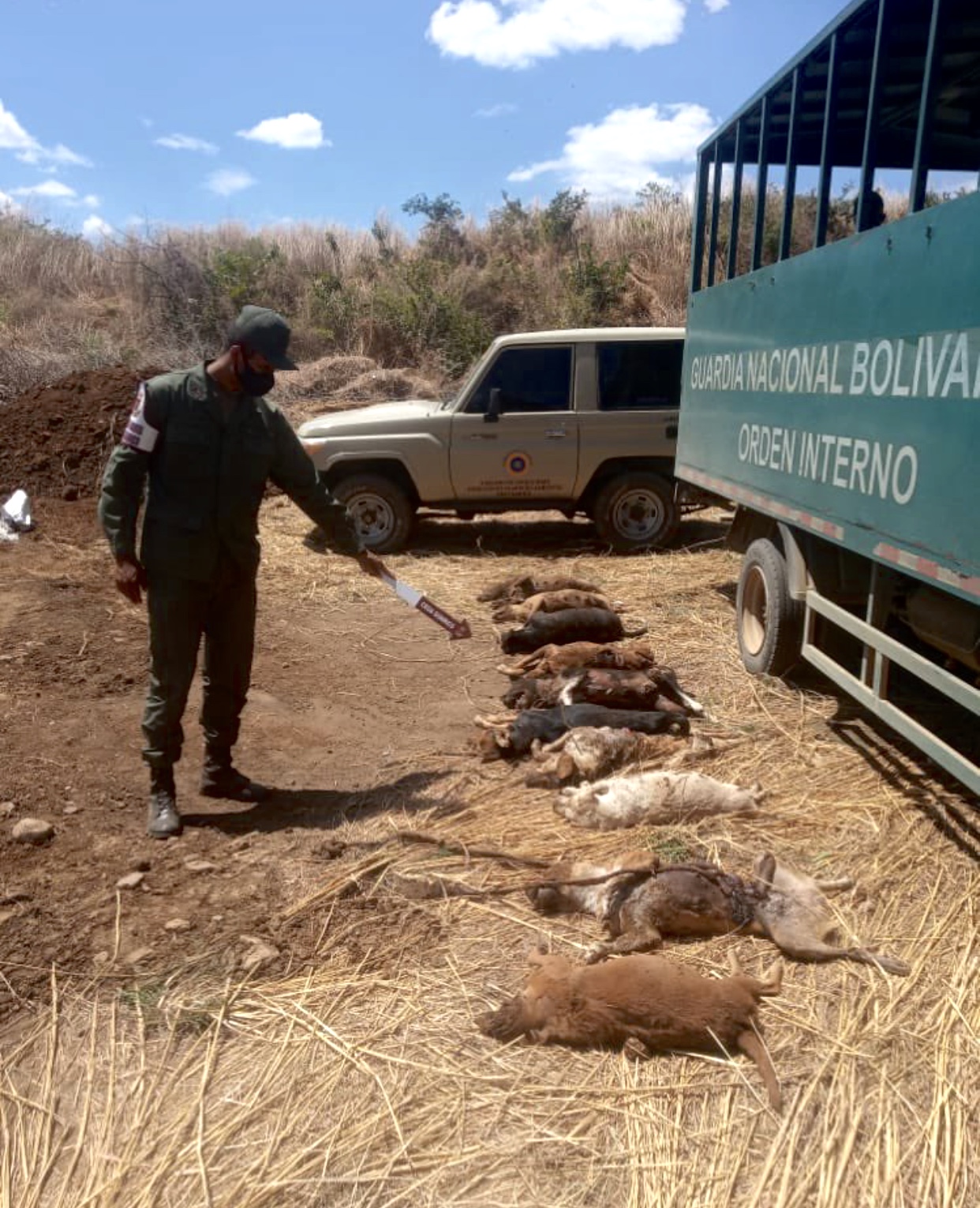 Fueron encontrados 12 perros enterrados en una fosa 