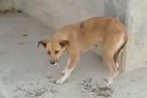 Este canino aparece en el video, cayendo fulminado luego de ingerir supuestamente comida envenenada