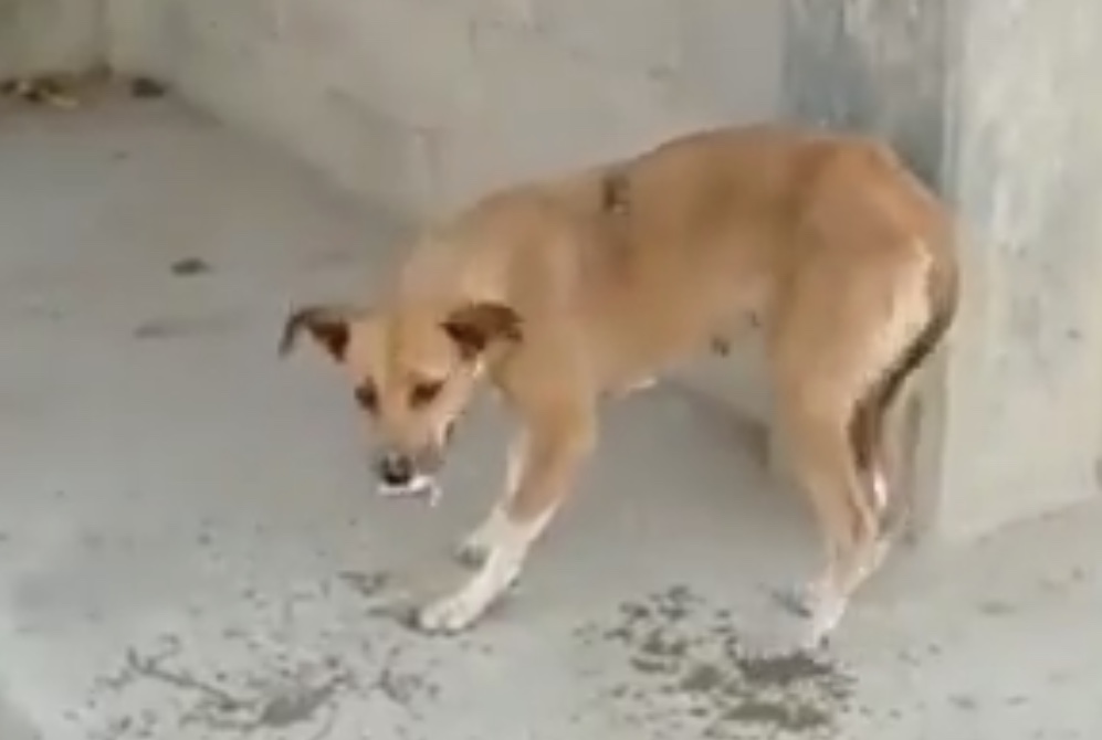 Este canino aparece en el video, cayendo fulminado luego de ingerir supuestamente comida envenenada 
