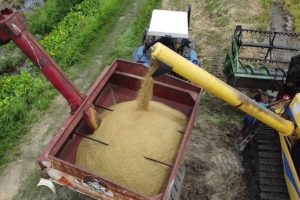 33 hectáreas de arroz se cosecharan en Guárico en 2021
