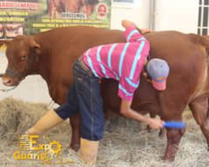 Hay cupo para 500 bovinos, además de caprinos, ovinos, porcinos y hasta equinos en la Exposición Ganadera